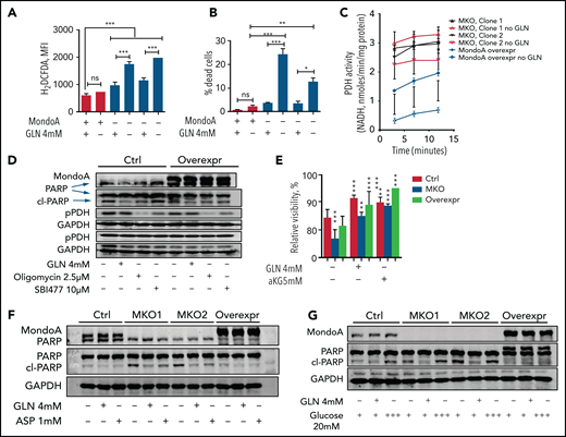 MondoA confers adaptation to metabolic stress, induces glutamine anaplerosis, and limits ROS production in B-ALL cells. (A) Cellular ROS measurement of Nalm6 MKO and control cells under either glutamine (GLN) withdrawal or full media. 2′,7′-Dichlorodihydrofluorescein diacetate (H2DCFDA) fluorescence measured by flow cytometry (n = 3 for each experimental condition, P < .001, 1-way ANOVA with the Bonferroni posttest). (B) Cell death rate determined by Annexin V and 7-aminoactinomycin D (7AAD) staining in control and MKO cells in either full medium or medium lacking GLN (n = 3 for each experimental condition, P < .05, P < .01, or P < .001, 1-way ANOVA with the Bonferroni posttest). (C) PDH activity assessed by NADH production. PDH activity in MKO and MOE Nalm6 cells with or without GLN starvation assessed by colorimetric PDH activity assay kit (n = 3 for each time point, P < .001, 2-way ANOVA with the Bonferroni posttest). (D) Western blot showing MondoA, PARP and cl-PARP, and pPDH and total PDH in control Nalm6 cells and cells with MondoA overexpression under 16 hours of GLN starvation and oligomycin (2.5 µM) or SBI477 (10 µM) treatment. GAPDH as loading control. (E) Relative cell viability after 16 hours of GLN starvation and αKG (5 mM). GLN (4 mM) readdition as a control as measured by Celigo S Imaging Cytometer (Nexcelom Bioscience). Live cells were measured by costaining cells with Hoechst 33342 to identify nuclei and fluorescently labeled CalceinAM (C3099; Thermo Fisher Scientific) to identify live cells. (F) Western blot showing MondoA, PARP, and cl-PARP in control Nalm6 cells, MKO and cells with MondoA overexpression under 16 hours of GLN starvation and asparagine (0.1 mM). GAPDH as loading control. (G) Western blot showing MondoA, PARP, and cl-PARP in control Nalm6 cells, MKO, and cells with MondoA overexpression under 16 hours of GLN starvation and glucose (20 mM). GAPDH as loading control. MFI, mean fluorescence intensity. *P < .05; **P < .01; ***P < .001.