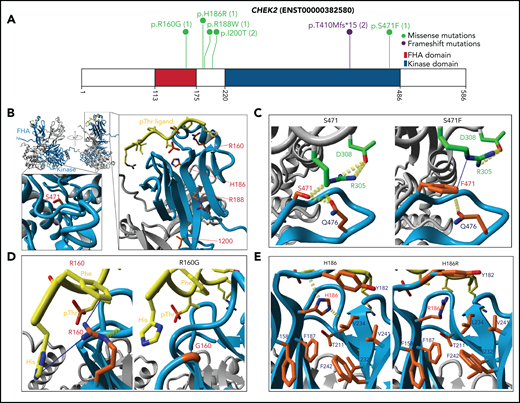 CHEK2 structural model for predicting impact of variants on protein functions. (A) Location of CHEK2 P/LP germline variants, with the number of unique patients shown in parentheses. (B) 3D CHEK2 dimer model with the functional domains (FHA and kinase domain), with respective monomers in light blue and gray, and a pThr ligand in yellow. Five residues affected by P/LP missense variants identified in this study cohort (red labels) are annotated in the extended windows. (C) The S471F in the kinase domain appears to abrogate interaction with residue R305 (intermolecular), and possibly residue Q476 (intramolecular), that destabilize the dimerization of CHEK2, reducing its efficacy of transphosphorylation and activation. (D) The R160G appears critical for stabilizing 2 N-terminal residues (H1 and F2) of the ligand by 2 Cation-Pi interactions. R160 engages in an inter-β-sheet H-bond which further stabilizes the FHA-ligand interface. Alteration to a glycine likely does 2 things to it: (1) abrogates interactions between the FHA domain and ligand and (2) entropically destabilizes the structure at position 160. (E) The H186R in the FHA domain disrupts the interactions with the polar cap and the hydrophobic core, destabilizing FHA domain structure. Additional stabilizing H-bonds (in yellow) are lost, which may be critical for ligand interface integrity and association.