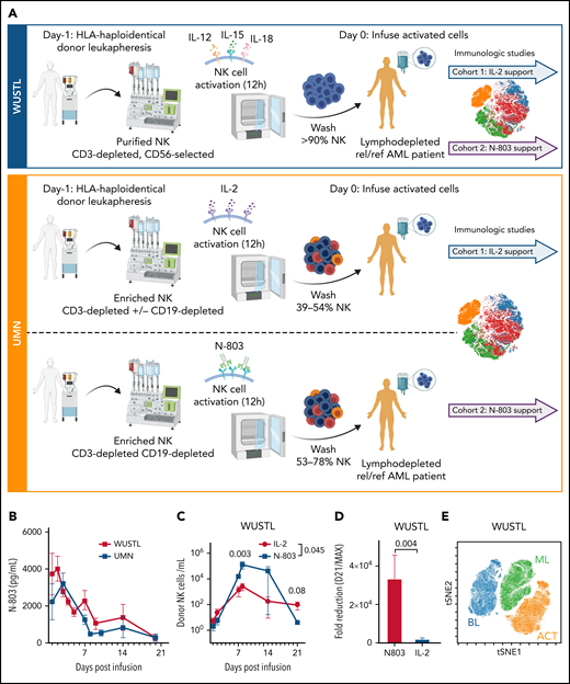 N-803 promotes donor NK and recipient CD8 T-cell expansion in vivo. (A) WUSTL and UMN trial schemas. Briefly, relapsed/refractory AML patients were lymphodepleted with fludarabine (25 mg/m3 × 5) on study days -6 to -2 and cyclophosphamide (60 mg/kg × 2) on study days -5 and -4. On study day -1, related, haploidentical donors were apheresed, NK cells were purified (WUSTL) or enriched (UMN) and activated with IL-12, IL-15, and IL-18 (WUSTL), IL-2 (UMN cohort 1), or N-803 (UMN cohort 2). Products were washed and infused into patients on study day 0 (NK purity for each cohort indicated as a percentage). Infused products were supported with IL-2 (WUSTL/UMN cohort 1) or N-803 (WUSTL/UMN cohort 2). (B) N-803 concentration in the PB from patients at the indicated times. (C) Donor NK cell expansion over time, as determined by flow cytometry between IL-2- (blue) and N-803 (purple) supported WUSTL patients (IL-2 n = 6; N-803 n = 7). (D) Fold reduction in cells from day 21 compared with maximal measure NK cells, typically days 8 through 14. (E) Representative overlay viSNE plot of purified donor NK cells (baseline, BL), infusion product (activated, ACT), and in vivo differentiated donor ML NK cells assessed by mass cytometry. (F-J) WUSTL patient CD8 T cells from PBMC and bone marrow (BM) were assessed by mass cytometry at the indicated days after NK cell infusion. (F-G) Summary data depicting recipient CD8 T-cell frequency (of CD45+ lymphocytes) in the (F) PBMC (IL-2; day 7 n = 8, day 14 n = 3; N-802 n = 6) and (G) BM (day 7 n = 4, day 14 n = 3). (H) Summary data showing percent Ki-67+ CD8 T cells in recipient BM at 7 and 14 days, after NK cell infusion (day 7 n = 4, day 14 n = 3). (I-J) Summary data showing absolute CD8+ (I) and Ki67+ CD8 (J) T-cell numbers in the PBMC at the indicated days after infusion (IL-2 day 7 n = 8, day 14 n = 3; N-802 n = 6). (K-N) Patients treated on UMN trials using IL-2 activated NK cells supported in vivo with IL-2 (gold) or N-803 (red) were also assessed by mass cytometry (see schema, supplemental Figure 2). Summary data depicting percent CD8 T cells from the (K) PBMC before (day 0) and the indicated days after NK cell infusion (IL-2 day 0 n = 6, day 7 n = 3, day 14 n = 6; N-802 day 0 n = 3, day 7 n = 2, day 14 n = 3), (L) BM (IL-2 n = 6; N-802 day 0 n = 3, day 14 n = 5). Summary data depicting percent CD4 T cells from the (M) PBMC and (N) BM. Summary data were analyzed using 2-way analysis of variance. Mean is depicted with error represented as standard error of the mean. P values are indicated within the graphs; no significant differences were detected in panels K-N.