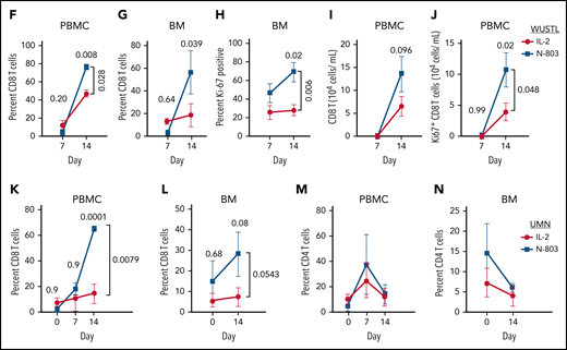 N-803 promotes donor NK and recipient CD8 T-cell expansion in vivo. (A) WUSTL and UMN trial schemas. Briefly, relapsed/refractory AML patients were lymphodepleted with fludarabine (25 mg/m3 × 5) on study days -6 to -2 and cyclophosphamide (60 mg/kg × 2) on study days -5 and -4. On study day -1, related, haploidentical donors were apheresed, NK cells were purified (WUSTL) or enriched (UMN) and activated with IL-12, IL-15, and IL-18 (WUSTL), IL-2 (UMN cohort 1), or N-803 (UMN cohort 2). Products were washed and infused into patients on study day 0 (NK purity for each cohort indicated as a percentage). Infused products were supported with IL-2 (WUSTL/UMN cohort 1) or N-803 (WUSTL/UMN cohort 2). (B) N-803 concentration in the PB from patients at the indicated times. (C) Donor NK cell expansion over time, as determined by flow cytometry between IL-2- (blue) and N-803 (purple) supported WUSTL patients (IL-2 n = 6; N-803 n = 7). (D) Fold reduction in cells from day 21 compared with maximal measure NK cells, typically days 8 through 14. (E) Representative overlay viSNE plot of purified donor NK cells (baseline, BL), infusion product (activated, ACT), and in vivo differentiated donor ML NK cells assessed by mass cytometry. (F-J) WUSTL patient CD8 T cells from PBMC and bone marrow (BM) were assessed by mass cytometry at the indicated days after NK cell infusion. (F-G) Summary data depicting recipient CD8 T-cell frequency (of CD45+ lymphocytes) in the (F) PBMC (IL-2; day 7 n = 8, day 14 n = 3; N-802 n = 6) and (G) BM (day 7 n = 4, day 14 n = 3). (H) Summary data showing percent Ki-67+ CD8 T cells in recipient BM at 7 and 14 days, after NK cell infusion (day 7 n = 4, day 14 n = 3). (I-J) Summary data showing absolute CD8+ (I) and Ki67+ CD8 (J) T-cell numbers in the PBMC at the indicated days after infusion (IL-2 day 7 n = 8, day 14 n = 3; N-802 n = 6). (K-N) Patients treated on UMN trials using IL-2 activated NK cells supported in vivo with IL-2 (gold) or N-803 (red) were also assessed by mass cytometry (see schema, supplemental Figure 2). Summary data depicting percent CD8 T cells from the (K) PBMC before (day 0) and the indicated days after NK cell infusion (IL-2 day 0 n = 6, day 7 n = 3, day 14 n = 6; N-802 day 0 n = 3, day 7 n = 2, day 14 n = 3), (L) BM (IL-2 n = 6; N-802 day 0 n = 3, day 14 n = 5). Summary data depicting percent CD4 T cells from the (M) PBMC and (N) BM. Summary data were analyzed using 2-way analysis of variance. Mean is depicted with error represented as standard error of the mean. P values are indicated within the graphs; no significant differences were detected in panels K-N.