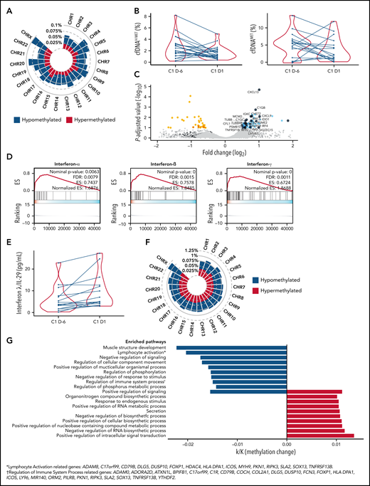 Pharmacodynamic and molecular changes associated with CC-486 treatment. (A) Tumor methylation changes (CpGs with >10% of differential methylation and Q value <0.05) upon CC-486 administration by chromosome location in 5 tumors. Hypomethylated and hypermethylated regions are labeled as blue and red, respectively. (B) Changes in cell-free DNA (cfDNA) hydroxymethylation (H-MET) (left) and methylation (MET) (right) as percentage over total cfDNA in 22 patients comparing cycle 1, day −6 (C1 D-6) versus cycle 1, day 1 (C1 D1). (C) Volcano plot of tumor transcriptional changes by RNA-sequencing of 5 lymphoma paired samples. Upregulated genes associated with immune pathways are depicted in dark blue. (D) Gene Set Enrichment Analysis (GSEA) of significantly upregulated genes from panel C (interferon-α, interferon-β, interferon-γ). (E) Interferon-λ/IL-29 concentration in 14 paired plasma samples. (F) Tumor methylation changes (CpGs with >10% of differential methylation and Q value <0.05) upon CC-486 administration by chromosome location in CD3+ T cells from 3 patients. (G) Pathway analysis of differentially methylated gene promoters from CD3+ T cells, including genes associated with “lymphocyte activation” and “regulation of immune system progress” pathways. *Lymphocyte activation related genes are ADAM8, C17orf99, CD79B, DLG5, DUSP10, FOXP1, HDAC4, HLA-DPA1, ICOS, MYH9, PKN1, RIPK3, SLA2, SOX13, and TNFRSF13B. †Regulation of immune system process related genes are ADAM8, ADORA2B, ATXN1L, BP1FB1, C17orf99, CIR, CD79B, COCH, COL2A1, DLG5, DUSP10, FCN3, FOXP1, HLA-DPA1, ICOS, LY96, MIR140, ORM2, PILRB, PKN1, RIPK3, SLA2, SOX13, TNFRSF13B, and YTHDF2.