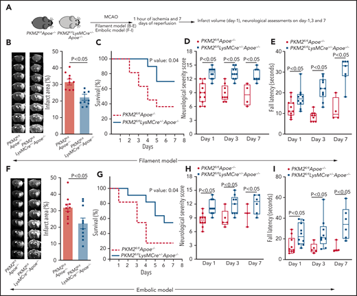 Deletion of PKM2 in myeloid cells improves stroke outcome in the filament and embolic models in a preexisting comorbid condition of hyperlipidemia. (A) Schematic of experimental design. (B-E) Filament model; n = 10-11 male mice. (B) Left: representative magnetic resonance imaging from 1 mouse of each genotype on day 1. White is the infarct area. Right: corrected mean infarct area of each genotype. (C) Survival rate between day 0 and day 7 after 60 minutes of transient ischemia. (D) mNSS in the same mice at days 1, 3, and 7 based on spontaneous activity, symmetry in the movement of 4 limbs, forepaw outstretching, climbing, body proprioception, and responses to vibrissae touch (higher score indicates a better outcome). (E) Fall latency in the accelerated rota-rod test. (F-I) Embolic model; n = 10 male mice. (F) Infarction (%), (G) survival rate, (H) mNSS, and (I) fall latency. (F) Left: representative magnetic resonance imaging from 1 mouse of each genotype on day 1. White is the infarct area. Right: corrected mean infarct area of each genotype. The animals that successfully completed the particular neurologic test were included in the analysis (see exclusion/inclusion criteria in “Methods”). Data are from an unpaired Student t test, mean ± SEM (B-F) or median ± range (D-E,H-I). Comparison of survival curves was evaluated by log-rank (Mantel-Cox) test (C,G) or by repeated measures ANOVA (Kruskal-Wallis test) followed by Fisher’s LSD test (D-E,H-I).