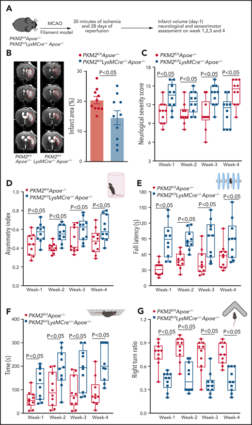 Myeloid cell–specific PKM2−/− mice exhibit improved long-term sensorimotor recovery up to day 28. (A) Schematic of experimental design. (B) Left: representative magnetic resonance imaging from 1 mouse of each genotype on day 1 in filament model. White is the infarct area. Right: corrected mean infarct area of each genotype. (C) mNSS in the same mice at weeks 1, 2, 3, and 4 based on spontaneous activity, symmetry in the movement of 4 limbs, forepaw outstretching, climbing, body proprioception, and responses to vibrissae touch (higher score indicates a better outcome). Sensorimotor recovery in the same mice as analyzed by asymmetry index in cylinder test (D), fall latency in accelerated rota-rod test (E), motor strength in hanging-wire test (F), and right turn ratio in corner test (G). The data in panels C-G are in box plots and the horizontal bars indicate median value. The animals that successfully completed the particular neurologic test were included in the analysis (see exclusion/inclusion criteria in “Methods”). Data are mean ± SEM (B) or median ± range (C,G); n = 10 male mice (B,G). Data are from an unpaired Student t test (B) or 2-way repeated measures ANOVA (Kruskal-Wallis test) followed by Fisher’s LSD test (D,G).