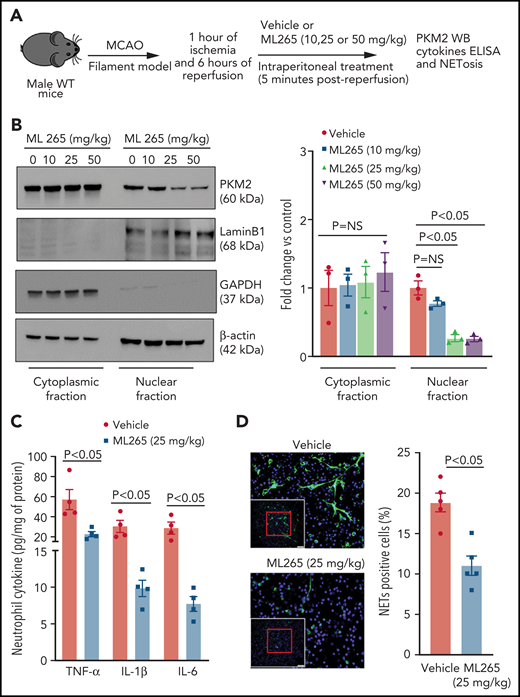 ML265 treatment significantly reduces PKM2 nuclear translocation and neutrophil hyperactivation after acute ischemic stroke. (A) Schematic of experimental design. (B) Western blot analysis of PKM2 in the cytosolic and nuclear fraction from the peripheral neutrophils isolated 6 hours after reperfusion in mice treated with ML265 at the indicated doses. The quantitative data of cytosolic and nuclear PKM2 intensity (normalized to the intensity of lamin-B1 or GAPDH at each time point) are shown on the right. (C) TNF-α, IL-1β, and IL-6 levels in neutrophils isolated 6 hours after reperfusion from each group as analyzed by ELISA. (D) Immunofluorescence analysis of NETs from the neutrophils isolated 6 hours after reperfusion. Neutrophils were stimulated with the suboptimal concentration of PMA (10 ng/mL), and NETs were visualized by using SYTOX Green stain. Scale bars, 100 µm. Quantification is shown on the right. Data are from male WT mice and are mean ± SEM; n = 3 (B); n = 4 (C); n = 5 (D). Data are from 2-way repeated measures ANOVA (Kruskal-Wallis test) followed by Fisher’s LSD test (B), or an unpaired Student t test (C,D).