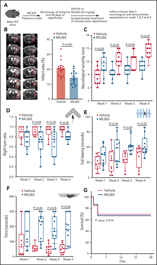 ML265-treated male WT mice exhibited significantly reduced infarct area and improved long-term sensorimotor outcomes. (A) Schematic of experimental design. (B) Left: representative magnetic resonance imaging from one mouse of each group on day 1 in filament model. White is the infarct area. Right: corrected mean infarct area of each genotype. (C) mNSS in the same mice at weeks 1, 2, 3, and 4 based on spontaneous activity, symmetry in the movement of 4 limbs, forepaw outstretching, climbing, body proprioception, and responses to vibrissae touch (higher score indicates a better outcome). Sensorimotor recovery in the same mice as analyzed by right turn ratio in corner test (D), fall latency in accelerated rota-rod test (E), and motor strength in hanging-wire test (F). The data in panels C-F are in box plots and the horizontal bars indicate median value. (G) Survival rate between day 0 and day 28. Data are mean ± SEM (B) and median ± range (C,F); n = 15-16 mice. Data are from an unpaired Student t test (B), or 2-way repeated measures ANOVA (Kruskal-Wallis test) followed by Fisher’s LSD test (C,F). Comparison of survival curves was evaluated by log-rank (Mantel-Cox) test (G).