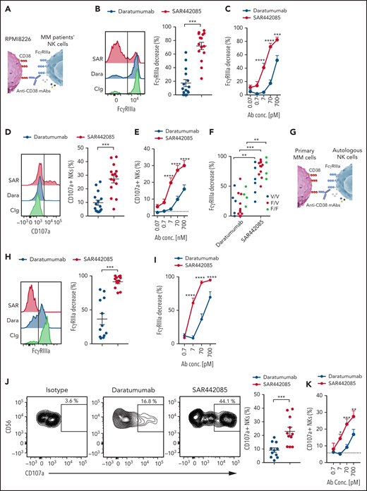SAR442085 antibody trigger higher ADCC by MM patients' NK cells. (A-F) NK cells purified from the bone marrow of newly diagnosed MM patients were cocultured with RPMI-8226 MM cell line in the presence of daratumumab, SAR442085, or isotype control (700 pM). (A) Experimental design. (B) FACS histograms and graph showing the NK cell changes in FcγRIIIa expression as compared with Ig control in the presence of the indicated mAbs at 70 pM. (C) Relative decrease in FcγRIIIa expression as compared with Ig control induced by increasing dose of the indicated mAbs (mean ± SEM of 15 MM patients). (D) FACS histograms and graph showing the NK cell CD107a expression in the presence of the indicated mAbs at 70 pM. (E) CD107a expressing NKs with increasing dose of the indicated mAbs (mean ± SEM of 15 MM patients). (F) NK cell FcγRIIIa decrease induced by the indicated mAbs at 70 pM according to the FcγRIIIa-158 V or F genotype of the MM patients. (G-K) NK cells purified from the bone marrow of newly diagnosed MM patients were cocultured with MM patients’ CD138+ plasma cells preincubated with increasing concentrations of SAR442085, daratumumab, or isotype control (700 pM). (G) Experimental design. (H) FACS histograms and graph showing the NK cell changes in FcγRIIIa expression as compared with Ig control in the presence of the indicated mAbs at 70 pM. (I) Relative decrease in FcγRIIIa expression as compared with Ig control induced by increasing dose of the indicated mAbs (mean ± SEM of 12 MM patients). (J) FACS plots and graph showing the NK cell CD107a expression in the presence of the indicated mAbs at 70 pM. (K) CD107a expressing NKs with increasing dose of the indicated mAbs (mean ± SEM of 11 MM patients). Statistical differences between SAR442085 and daratumumab groups were determined by a two-way ANOVA with Bonferroni-Holm correction. *P < .05, **P < .01, ***P < .001.