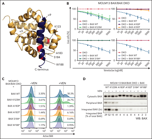 BAX α9 mutants show reduced activity when expressed in cells. (A) BAX structure (PDB: 1F16) showing the positions of the BAX missense mutations tested in this study (red). BAX helix α9 is highlighted in blue. (B) Test of activity of BAX mutants K123M, A183P, A183T, S184*, W188* in cells. BAX/BAK DKO MOLM-13 cells expressing the indicated BAX variants were treated with increasing concentration of venetoclax (50-5000 nM) for 24 hours, and cell viability was determined by Annexin V/DAPI staining and flow cytometry. Data are means ± SEM of 3 independent experiments. (C) Upon venetoclax treatment, BAX α9, but not BAX K123M, show reduced exposure for conformation-specific epitope 6A7. MOLM-13 DKO cells expressing the different BAX variants were pre-incubated with 25 μM Q-VD oph for 1 hour and then treated with 500 nM venetoclax. After 5 hours, cells were permeabilized with 0.025% digitonin prior to staining with conformation-specific anti-BAX antibody 6A7. After several washes, samples were stained with a PE-conjugated secondary antibody and analyzed by flow cytometry. The results are representative of at least two independent experiments. (D) Mutations in BAX α9 reduce MOM translocation and integration of BAX. Cells were treated as described in (C), subjected to carbonate extraction and fractions run on SDS-PAGE and immunoblotted for BAX. The results are representative of three independent experiments.