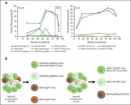 (A) Longitudinal changes in variant allele frequency (VAF) of BAX mutations and other mutations in the non-CLL compartment with time in two patients treated with continuous venetoclax. Box indicates a period of azacitidine (AZA) treatment of therapy-related myeloid neoplasm in patient CLL16. Three mutations in DNMT3A (Lys382*, Gly308Alafs*8, and Trp753Arg) detected at <1.5% VAF in patient CLL3 are not shown. Two BAX mutations, Arg34* and Arg89*, were detected in CLL16 at one time point (month 56), both at VAF of 1.1%, and are therefore depicted together. (B) Schematic diagram of targeted amplicon single-cell sequencing for patient CLL16 and CLL3. Het, heterozygous.