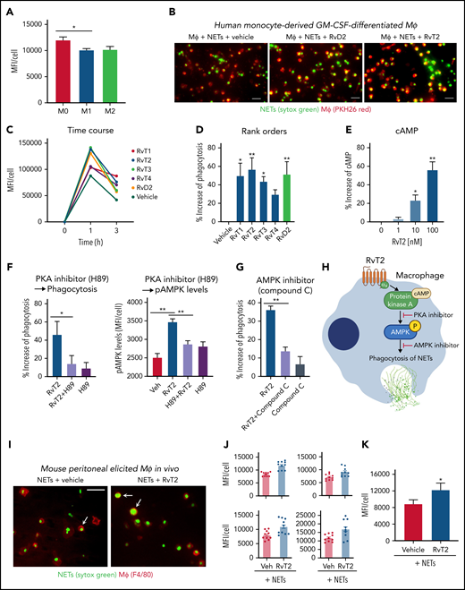 RvTs enhance MΦ ingestion of NET in vitro and in vivo. (A-D) Human MΦs were plated onto 8-well chamber slides (1 × 105 cells per well). Test compounds (RvT1-RvT4, RvD2; 10 nM) or vehicle controls were added to MΦs for 15 minutes, followed by the addition of Sytox Green–labeled NETs for 1 hour. NETs from ∼1 × 106 PMNs (∼10 μg DNA) were added to 1 × 105 MΦs per well. (A) Mean fluorescence intensity (MFI) per cell with M0-MΦ, M1-MΦ, and M2-MΦ. Mean ± SEM. n = 3 separate donors. *P < .05. (B) Representative images of M0-MΦs (PKH26 Red) with ingested Sytox Green–labeled NETs. Scale bars = 50 μm. (C-D) An average of ∼300 MΦs were quantified in each condition for each donor. (C) Time course of MFI per MΦ: a representative donor from n = 4 separate donors. (D) Results are percent increase of MFI/MΦ compared with MΦ + NET + vehicle. Mean ± SEM. n = 8 separate donors. *P < .05, **P < .01, one-way analysis of variance with Tukey’s multiple comparisons. (E) cAMP. Human M0-MΦs (1 × 105/0.2 mL) were incubated with RvT2 (0-100 nM) for 15 minutes. MΦs were lysed and cAMP levels determined. Results are percent increase above vehicle. Mean ± SEM. n = 3. *P < .05, **P < .01, vs vehicle. (F-G) Human M0-MΦs (1 × 105 cells/well in 8-well chamber slides) were incubated with RvT2 (10 nM), a PKA inhibitor (H89, 3 μM, 24 hours), the AMPK inhibitor (Compound C, 500 nM, 4 hours), or vehicle controls for 15 minutes, followed by the addition of Sytox Green–labeled NETs for 1 hour. MΦ ingestion of NETs was quantified according to Sytox Green intensities and pAMPK levels quantified according to immunofluorescence with an anti–phospho-AMPK (pAMPK) antibody. Mean ± SEM. n = 5 (phagocytosis) or n = 3 (pAMPK levels) separate donors. *P < .05, **P < .01. (H) Proposed RvT2-cAMP-PKA-AMPK axis in stimulating MΦ phagocytosis of NETs. (I-K) Mice were given zymosan (1 mg/mL, IP) for 72 hours, followed by RvT2 (100 ng/mL per mouse, IP) or vehicle (0.05% ethanol) for 15 minutes, and fluorescent-labeled NETs (∼100 μg/mL DNA from ∼10 × 106 PMN) for 60 minutes. Exudate cells (2 × 105 cells) were adhered onto 8-well chamber slides for imaging and quantification. An average of ∼780 MΦs was quantified per condition per mouse. (I) Representative images of MΦs (red: F4/80) with ingested Sytox Green–labeled NETs, denoted by arrows. Scale bars = 50 μm. (J) Four independent experiments and 4 mice each group. In each experiment, 10 fields (20×) per mouse were imaged and quantified. (K) Mean ± SEM from n = 4. *P < .05, two-tailed paired Student t test. GM-CSF, granulocyte-macrophage colony-stimulating factor; Veh, vehicle control.