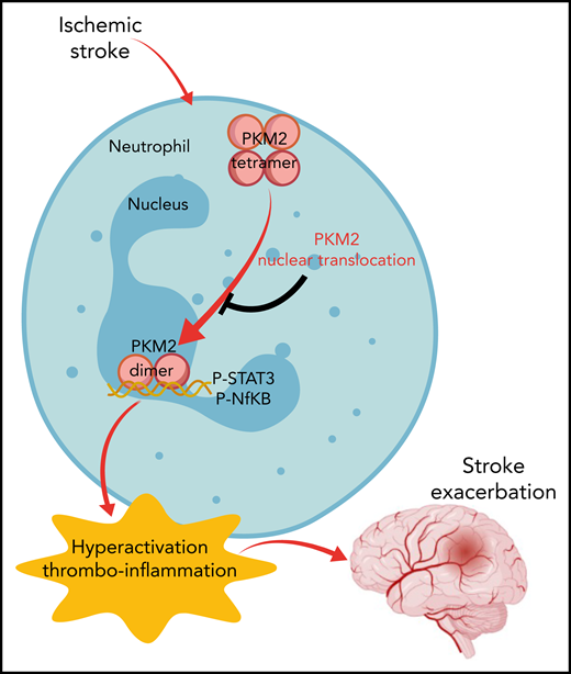 Model of neutrophil-derived PKM2 in the pathogenesis of cerebral ischemia-reperfusion injury. Upon neutrophil activation, PKM2 translocates to the nucleus as a homodimer to activate STAT3-dependent expression of proinflammatory genes. P-, phosphorylated.