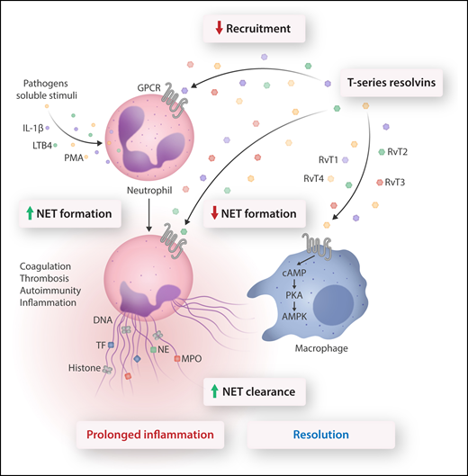 Conventional neutrophil host defense includes the recruitment cascade, chemotaxis, phagocytosis, and microbial killing. Stimulation of neutrophil receptors by microorganisms or soluble mediators evokes release of NETs. NETs trap bacteria, viruses, and fungi, thereby aiding in containing local infections. However, NET components could also contribute to maintaining an inflammatory environment, trigger autoimmunity, and activate coagulation resulting in thrombosis. These would lead to persistent inflammation and damage to the host. Chiang et al show that RvTs (derived from a common intermediate of n-3 docosapentaenoic acid) exert multipronged actions to counter aberrant neutrophil responses. Thus, RvTs, acting through unidentified G protein–coupled receptors (GPCRs), inhibit neutrophil recruitment, reduce NET formation, and enhance NET clearance by M0 macrophages. In macrophages, NET uptake is closely associated with activation of the cAMP-PKA-AMPK pathway that mediates phagocytosis. Reducing NET formation and facilitating NET clearance without hindering neutrophil phagocytosis led to timely resolution and return to homeostasis, suggesting the therapeutic potential for RvTs in pathologies associated with aberrant NET formation. AMPK, AMP-activated protein kinase; cAMP, cyclic adenosine monophosphate; IL-1β, interleukin-1β; NE, neutrophil elastase; PKA, protein kinase A; TF, tissue factor. Professional illustration by Somersault18:24.