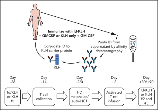 Trial design. HD, high dose.