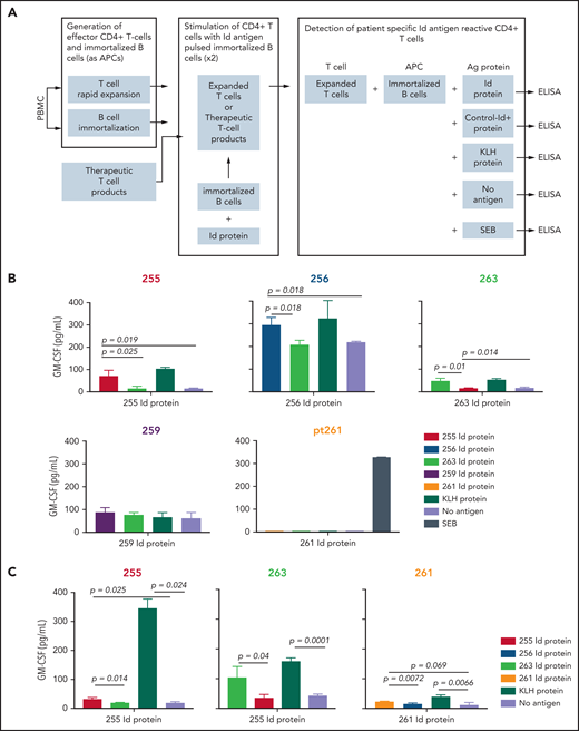 Detection of Id antigen–specific CD4+ T cells in postvaccination PBMCs (day +180). (A) Schematic showing the experimental design for detection of antigen-specific T-cell responses after 2 rounds of stimulation with autologous protein antigen-loaded immortalized B cells as antigen-presenting cells, as described in “Methods.” Mean GM-CSF concentration in culture supernatants after coculture of Id protein– or KLH (internal control)–loaded immortalized autologous B cells (or SEB; data not shown) by in vitro–expanded peripheral blood CD4+ T cells (B) or therapeutic activated T-cell products (C). Numbers refer to individual patients who had received Id-KLH immunization. Corresponding Id proteins from patients 263 and 255 served as specificity controls for other patients. Differences in cytokine concentrations were analyzed using a 2-tailed unpaired Student t test. ELISA, enzyme-linked immunosorbent assay.