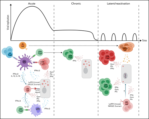 Immune control of primary infection vs reactivation. Primary CMV infection induces activation of DC subsets to secrete type I IFNs (IFNα/β), which have antiviral properties, and, in combination with IL-12 and -18, activate NK cells and promote Th1 and Tc1 differentiation of naive CD4+ and CD8+ T cells. NK cells recognize MCMV-infected cells, and engagement of activating NK cell receptors induces cytokine and cytolytic pathways. Conventional T cells secrete antiviral cytokines (IFNγ) and cytolytic granules (perforin, pfn; granzymes, gzm) to lyse infected cells. During chronic infection, virus replication is sustained in the salivary gland to favor horizontal viral transmission; in this organ virus is controlled principally by CD4+ T cells. During latency, CMV is restrained by coordinated adaptive immune responses, involving both T cells and antibodies derived from memory B cells and plasma cells. Memory NK cells may also be relevant in this setting. Reactivation ensues when antiviral T-cell and humoral responses are lost or concurrently suppressed.
