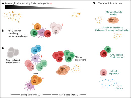 CMV reactivation in seropositive recipients after stem cell transplantation. (A) Strain-specific humoral immunity (ie, IgG) variably persists after SCT, reflecting the eradication of recipient plasma cells by conditioning, GVHD, and antibody sequestration and loss in tissues. (B) Donor grafts from seropositive donors include CMV-specific memory T and B cells and NK cells, including memory-like NK cells. NK cell expansion is affected by GVHD because of the competition for survival cytokines (IL-15) with alloreactive T cells. (C) After transplant, T and B cells differentiate from donor stem/progenitor cells and are primed de novo. The presence of GVHD and immune suppression profoundly impairs innate and adaptive immune responses, including humoral immunity (arrows). Concurrent absence of these responses, together with loss of preexisting immunoglobulins (as shown in panel A) is permissive of CMV reactivation. (D) Prevention of CMV reactivation and disease may require multiple interventions. The protection conferred by CMV-specific memory B cells or immunoglobulins is ambiguous in clinical settings, but preclinical studies suggest that matching humoral responses to specific CMV strains will be effective. Monoclonal antibodies may be an alternative intervention if they provide multistrain protection. HLA-compatible, CMV-specific T cells can control CMV dissemination and disease. NK cells and IL-15 mimetics may provide additional antiviral activities.