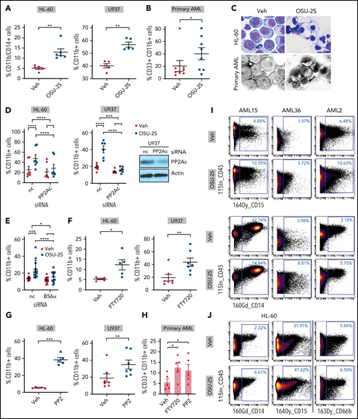 PP2A–mediated leukemic maturation. (A) Increase in the percentage of CD11b+/CD14+ or CD11b+ cells (CD11b-FITC or CD11b-BV421, CD14-BV650) in the HL-60 (n = 6, P = .001) and U937 cell lines (n = 5, P = .0011) treated with OSU-2S (2.5 μM, 48 hours) compared with vehicle control (Veh). (B) Increased percentage of CD33+/CD11b+ (CD33-PE, CD11b-FITC, or CD11b-BV421) primary AML cells (n = 8; AML14-16, 20, 24-27) treated with OSU-2S (3.5 μM, 48 hours) compared with Veh (P = .0384; 19.93% mean increase in CD11b+ cells). (C) Representative morphological changes in HL-60 and primary AML cells (AML14) treated with OSU-2S. (D) Percentage of CD11b+ cells transfected with negative control (nc) siRNA or PP2Ac siRNA and treated 24 hours after transfection with Veh or OSU-2S (1.75 µM) for an additional 16 to 24 hours. OSU-2S–mediated induction of CD11b was significantly reversed by siRNA knockdown of PP2Ac (HL-60: n = 7, P < .0001, 66.64% rescue; U937: n = 6, P = .0004, 89.69% rescue). (E) Percentage of CD11b+ HL-60 cells transfected with either nc siRNA or B56α siRNA and treated 24 hours after transfection with Veh or OSU-2S (1.75 µM) for an additional 16 to 24 hours. OSU-2S–mediated induction of CD11b was significantly reversed by siRNA knockdown of PP2A B56α (n = 12, P = .017, 67.7% rescue). (F) Increase in percentage of CD11b+ cells with 2.5 µM FTY720 in HL-60 (48 hours; n = 5; P = .0338) and U937 cells (72 hours; n = 7, P = 0016) compared with Veh. (G) Increase in percentage of CD11b+ cells with 10 µM PPZ in HL-60 (48 hours; n = 5, P = .0002) and U937 cells (72 hours; n = 7, P = .0012) compared with Veh. (H) Increase in percentage of CD11b+ cells in primary AML cells (n = 5; AML 15, 18, 24, 38, and 44) treated with FTY720 (2.5 µM, 48 hours, P = .0375, 7.054% increase) or PPZ (10 µM, 48 hours, P = .0181, 5.668% increase) compared with Veh. (I) Representative images of mass cytometric analysis of primary AML cells treated with Veh or OSU-2S (3 μM, 48 hours) revealed increased surface differentiation markers CD14 and CD15. (J) Mass cytometric analysis of HL-60 cells treated with Veh or OSU-2S revealed an increase in the surface differentiation markers CD14, CD15, and CD66b. *P < .05; **P < .01; ***P < .001; ****P < .0001.