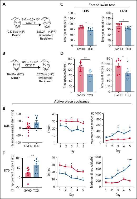cGVHD induces prolonged behavioral deficits. (A) Schematic of transplantation regime. Lethally irradiated B6D2F1 (H2b/d) recipient mice received 5 × 106 TCD BM with no T cells or with 0.5 × 106 CD3+ T cells from C57Bl/6 (H2b) donors to induce low-grade nonlethal cGVHD. (B) Schematic of transplantation regime. Ten × 106 BM with or without 5 × 106 CD3+ T cells from a BALB/c (H2d) donor were transplanted into lethally irradiated C57Bl6 (H2b) recipients. (C) Time B6D2F1 recipients spent swimming (mobile) in the forced swim test at days 35 and 70 after transplant (day 35: n = 6-8 mice per group; representative of 2 independent experiments; day 70: n = 9-10 mice per group). (D) Time C57Bl6 recipients spent swimming (mobile) in the forced swim test at days 35 and 70 after transplant (n = 8-9 mice per group). Performance of cGVHD and TCD mice in the active place avoidance task for assessment of spatial learning in 20-minute sessions across 5 days beginning at day 35 (E) or 70 (F) after transplant (n = 9-10 mice per group). Recorded parameters include improvement from day 1 to 5 expressed as a percentage (calculated based on the difference in the number of entries into the shock zone), total number of entries into the shock zone per day, and maximum time spent avoiding the shock zone per day. Data are presented as mean ± standard error of the mean. Statistics: unpaired Student t test for differences between GVHD and TCD mice (improvement) (B,D-F), and repeated measures 2-way analysis of variance followed by Bonferroni post hoc comparison (entries, avoidance time) (E-F). *P < .05, **P < .01, ****P < .0001.