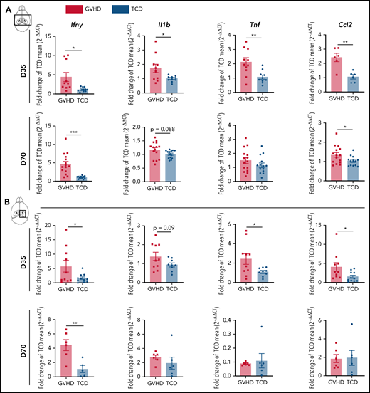 cGVHD induces T-cell infiltration and a proinflammatory cytokine profile in the brain. Messenger RNA expression of selected proinflammatory cytokines detected by quantitative real-time polymerase chain reaction in the thick coronal section (A) and hippocampus (B) of GVHD and TCD mice at days 35 and 70 after transplant (n = 6-15 mice per group; data pooled from 2 independent experiments). Expression calculated relative to the Hprt gene and reported as a fold change of the mean of the TCD group. (C) Schematic of transplantation regime. Lethally irradiated B6D2F1 recipient mice received 5 × 106 BM from C57Bl/6 donors ubiquitously expressing GFP and 0.5 × 106 sort-purified CD90.2+ T cells from C57Bl/6 donors ubiquitously expressing RFP. (D) Representative dot plots indicating gating strategy for identifying live CD90.2+ CD4 and CD8 T-cell subsets within the CD45hiCD11b− population, gated on forward and side scatter. Cells were isolated from digested coronal brain segments of transplant recipients at days 14, 35, and 70 after transplant. (E-I) Quantification of lymphocyte populations in dissociated GVHD brains at days 14, 35, and 70 after transplant. (E) CD90.2+ proportion of the CD45hiCD11b− population. (day 14: n = 6; data pooled from 2 independent experiments; day 35: n = 3; data from 1 independent experiment; day 70: n = 17; data pooled from 4 independent experiments). (F) Absolute number of CD90.2+ T cells within the CD45hiCD11b− population (day 14: n = 8; data pooled from 3 independent experiments; day 35: n = 6; data pooled from 2 independent experiments; day 70: n = 16; data pooled from 4 independent experiments). (G) Proportions of CD4+ and CD8+ T cells within the CD90.2+ population (day 14: n = 5; data pooled from 2 independent experiments; day 35: n = 7; data pooled from 2 independent experiments; day 70: n = 16; data pooled from 4 independent experiments). (H) Comparison of the proportions of CD8+ T cells derived from the T-cell (red) and BM (green) grafts (days 14 and 35: n = 3 mice per time point; day 70: n = 7; data pooled from 3 independent experiments). (I) Comparison of the proportions of CD4+ T cells derived from the T-cell (red) and BM (green) grafts (days 14 and 35: n = 3 mice per time point; day 70: n = 7; data pooled from 3 independent experiments). Data are presented as mean ± standard error of the mean. Significant differences calculated using unpaired Student t test (A-B) or 1-way analysis of variance with Tukey multiple comparisons test (E-H). *P < .05, **P < .01, ***P < .001, ****P < .0001.