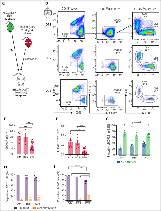 cGVHD induces T-cell infiltration and a proinflammatory cytokine profile in the brain. Messenger RNA expression of selected proinflammatory cytokines detected by quantitative real-time polymerase chain reaction in the thick coronal section (A) and hippocampus (B) of GVHD and TCD mice at days 35 and 70 after transplant (n = 6-15 mice per group; data pooled from 2 independent experiments). Expression calculated relative to the Hprt gene and reported as a fold change of the mean of the TCD group. (C) Schematic of transplantation regime. Lethally irradiated B6D2F1 recipient mice received 5 × 106 BM from C57Bl/6 donors ubiquitously expressing GFP and 0.5 × 106 sort-purified CD90.2+ T cells from C57Bl/6 donors ubiquitously expressing RFP. (D) Representative dot plots indicating gating strategy for identifying live CD90.2+ CD4 and CD8 T-cell subsets within the CD45hiCD11b− population, gated on forward and side scatter. Cells were isolated from digested coronal brain segments of transplant recipients at days 14, 35, and 70 after transplant. (E-I) Quantification of lymphocyte populations in dissociated GVHD brains at days 14, 35, and 70 after transplant. (E) CD90.2+ proportion of the CD45hiCD11b− population. (day 14: n = 6; data pooled from 2 independent experiments; day 35: n = 3; data from 1 independent experiment; day 70: n = 17; data pooled from 4 independent experiments). (F) Absolute number of CD90.2+ T cells within the CD45hiCD11b− population (day 14: n = 8; data pooled from 3 independent experiments; day 35: n = 6; data pooled from 2 independent experiments; day 70: n = 16; data pooled from 4 independent experiments). (G) Proportions of CD4+ and CD8+ T cells within the CD90.2+ population (day 14: n = 5; data pooled from 2 independent experiments; day 35: n = 7; data pooled from 2 independent experiments; day 70: n = 16; data pooled from 4 independent experiments). (H) Comparison of the proportions of CD8+ T cells derived from the T-cell (red) and BM (green) grafts (days 14 and 35: n = 3 mice per time point; day 70: n = 7; data pooled from 3 independent experiments). (I) Comparison of the proportions of CD4+ T cells derived from the T-cell (red) and BM (green) grafts (days 14 and 35: n = 3 mice per time point; day 70: n = 7; data pooled from 3 independent experiments). Data are presented as mean ± standard error of the mean. Significant differences calculated using unpaired Student t test (A-B) or 1-way analysis of variance with Tukey multiple comparisons test (E-H). *P < .05, **P < .01, ***P < .001, ****P < .0001.