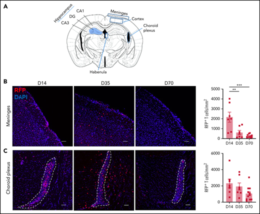 Temporal and regional changes in donor-derived T-cell infiltration. (A) Schematic of coronal brain section (based on Paxinos and Franklin35) indicating the regions examined with immunofluorescence: hippocampus, habenula, meninges, cortex, and choroid plexus (located in the lateral ventricular spaces). Blue shaded region of the hippocampus identifies the dentate gyrus (DG) containing the granule cell layer (GCL). Surrounding regions include the cornu ammonis 1 (CA1) and 3 (CA3). (B-F) Representative images of donor RFP+ T-cell infiltrate in brain regions of interest, with respective quantification at days 14, 35, and 70 after transplant: meninges (B), choroid plexus (in lateral ventricle outlined by white dashes) (C), cortex (D), hippocampus (E), and habenula (F) (day 14: n = 4-7; data pooled from 2 independent experiments; day 35: n = 6-7; data pooled from 2 independent experiments; day 70: n = 9-11; data pooled from 2 independent experiments). Original magnification ×20; scale bars, 50 μm. Data are presented as mean ± standard error of the mean. Significant differences calculated with 1-way analysis of variance with Tukey multiple comparisons test. *P < .05, **P < .01, ***P < .001.