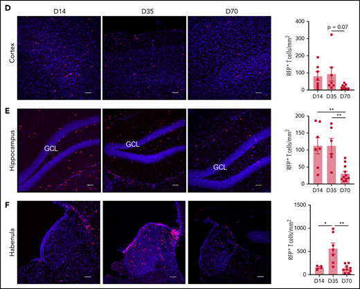 Temporal and regional changes in donor-derived T-cell infiltration. (A) Schematic of coronal brain section (based on Paxinos and Franklin35) indicating the regions examined with immunofluorescence: hippocampus, habenula, meninges, cortex, and choroid plexus (located in the lateral ventricular spaces). Blue shaded region of the hippocampus identifies the dentate gyrus (DG) containing the granule cell layer (GCL). Surrounding regions include the cornu ammonis 1 (CA1) and 3 (CA3). (B-F) Representative images of donor RFP+ T-cell infiltrate in brain regions of interest, with respective quantification at days 14, 35, and 70 after transplant: meninges (B), choroid plexus (in lateral ventricle outlined by white dashes) (C), cortex (D), hippocampus (E), and habenula (F) (day 14: n = 4-7; data pooled from 2 independent experiments; day 35: n = 6-7; data pooled from 2 independent experiments; day 70: n = 9-11; data pooled from 2 independent experiments). Original magnification ×20; scale bars, 50 μm. Data are presented as mean ± standard error of the mean. Significant differences calculated with 1-way analysis of variance with Tukey multiple comparisons test. *P < .05, **P < .01, ***P < .001.