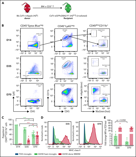 Differential expression of MHC class II by donor-derived macrophages and host microglia late after transplant. (A) Schematic of transplantation regime for the identification of donor macrophages and host microglia. Lethally irradiated DBA2xF1.Csf1r-eGFP (H2b/d) mice received 5 × 106 TCD BM with no T cells or with 0.5 × 106 CD3+ T cells from C57Bl/6.Csf1r-mApple (H2b) donors to induce low-grade nonlethal cGVHD. (B) Representative flow cytometric dot plots for the identification of donor macrophages (mApple) and host microglia (MacGreen) within the CD45dimCD11b+ population from digested coronal sections of the brains of cGVHD mice at days 14, 35, and 70 after transplant. Gated on forward and side scatter to identify live (Sytox Blue−) CD45+Ly6G− cells. (C) Proportions of host microglia and donor BMDMs within the CD45dimCD11b+ population in cGVHD brains (day 14: n = 3; day 35: n = 7; data pooled from 2 independent experiments; day 70: n = 13; data pooled from 4 independent experiments). (D) Representative histograms of MHC class II expression on TCD microglia compared with GVHD host microglia and donor BMDMs at days 35 and 70 after transplant. (E) Fold change of MHC class II mean fluorescence intensity (MFI) on GVHD host microglia and donor BMDMs relative to TCD host microglia at days 35 and 70 posttransplantation (day 35: n = 7; data pooled from 2 independent experiments; day 70: n = 9; data pooled from 2 independent experiments). (F) Representative ×100 original magnification confocal images demonstrating differential expression of MHC class II by donor macrophages (green arrows) and host microglia (white arrows) in situ in the hippocampus of GVHD and TCD mice 70 days after transplant. B6.Csf1r-eGFP donors used to facilitate identification of donor-derived macrophages (GFP+/Iba1+) compared with resident microglia (GFP−/Iba1+). Nuclei counterstained with 4′,6-diamidino-2-phenylindole (DAPI). Original magnification ×100; scale bar, 10 μm. (G) Findings replicated in a second model of cGVHD (day 70 after transplant) where BALB/c donor BM plus CD3+ T cells were transplanted into B6.Csf1r-eGFP recipients. MHC class II expression restricted to donor Iba1+/GFP− BMDMs (green arrows) and absent from host Iba1+/GFP+ microglia (white arrows). Original magnification ×100; scale bar, 10 μm. Data presented as mean ± standard error of the mean. Statistical significance calculated by 1-way analysis of variance with multiple comparisons (C) or unpaired Student t test (E). **P < .01, ***P < .001.