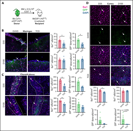 CNS cGVHD is associated with resident microglia proliferation and activation and donor-derived macrophage infiltration. (A) Allogeneic transplantation model for the delivery of 5 × 106 TCD BM from C57Bl/6 (H2b) donors expressing eGFP under the Csf1r promoter (B6.Csf1r-eGFP) with no T cells or with 0.5 × 106 CD3+ T cells into lethally irradiated B6D2F1 (H2b/d) recipients. (B-F) Representative confocal images of parenchymal brain regions of interest in GVHD and TCD mice, showing Iba1+ microglia/macrophages, GFP+ donor BMDMs, and merged images counterstained with 4’,6-diamidino-2-phenylindole (DAPI; cell nuclei). Green arrows identify donor-derived (GFP+) macrophages, and white arrows indicate resident (GFP−) microglia. Stereological quantification of each region shows the total Iba1+ cell population alongside the number of GFP+ donor BMDMs. (B) Meninges at days 35 and 100 after transplant. Original magnification ×40; scale bar, 30 μm. (C) Choroid plexus at days 35 and 100 posttransplantation. Original magnification ×40; scale bar, 30 μm. Dashed lines outline choroid plexus in the lateral ventricle adjacent to surrounding tissue. (D) Cortex at days 35 and 100 after transplant. Original magnification ×20; scale bar, 50 μm. (E) Hippocampal dentate gyrus at days 35 and 100 after transplant. Original magnification ×20; scale bar, 50 μm. (F) Habenula at days 35 and 100 after transplant. Original magnification ×40; scale bar, 30 μm. Data presented as mean ± standard error of the mean (n = 4-5 mice per group). Statistical differences calculated with unpaired Student t test. *P < .05, **P < .01, ***P < .001, ****P < .0001.