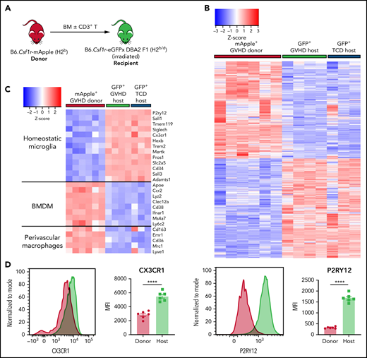 Donor-derived macrophages remain a transcriptionally and functionally distinct cell type in the CNS. (A) Schematic of transplantation regime for the identification of donor macrophages and host microglia. Lethally irradiated DBA2xF1.Csf1r-eGFP (H2b/d) mice received 5 × 106 TCD BM with no T cells or with 0.5 × 106 CD3+ T cells from C57Bl/6.Csf1r-mApple (H2b) donors to induce low-grade nonlethal cGVHD. (B) Heatmap of log2 counts-per-million (logCPM) values for differentially expressed genes (false discovery rate, <0.05) from bulk RNA-seq analysis of sort-purified infiltrating donor BMDMs compared with host microglia from GVHD brains at day 80 after transplant. Expression across each gene has been scaled so that mean expression is 0 and standard deviation is 1. Plotted alongside is the z score of the same genes from TCD host microglia (GVHD donor, n = 6; GVHD host, n = 4; TCD host, n = 3). (C) Heatmap of logCPM values from RNA-seq analysis data showing expression of genes related to characteristic cellular markers of GVHD donor BMDMs, GVHD host microglia, and TCD host microglia. Color key also applicable to panels E and G. (D) Representative histograms and enumeration of the mean fluorescence intensity of characteristic markers CX3CR1 and P2RY12 on donor BMDMs and host microglia at day 70 (n = 6 mice per group). (E) Dot plot of Gene Ontology terms from the Biological Process ontology enriched in GVHD donor BMDMs compared with GVHD host microglia. (F) Heatmap based on RNA-seq analysis data showing differentially expressed genes related to extracellular matrix (ECM) degradation and the CD300 family in GVHD donor BMDMs, GVHD host microglia, and TCD host microglia. (G) Differentially expressed genes related to IFN-γ signaling, response, and induction in GVHD donor BMDMs and host microglia from GVHD and TCD mice. (H) LogCPM values for selected cytokines from isolated cell populations in panel B. Data presented as mean ± standard error of the mean. Statistical analysis performed with unpaired Student t test (D) or using the glmLRT() function in R for all possible group comparisons (H). **P < .01, ****P < .0001.
