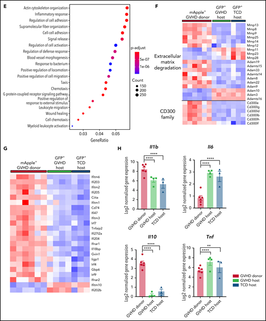 Donor-derived macrophages remain a transcriptionally and functionally distinct cell type in the CNS. (A) Schematic of transplantation regime for the identification of donor macrophages and host microglia. Lethally irradiated DBA2xF1.Csf1r-eGFP (H2b/d) mice received 5 × 106 TCD BM with no T cells or with 0.5 × 106 CD3+ T cells from C57Bl/6.Csf1r-mApple (H2b) donors to induce low-grade nonlethal cGVHD. (B) Heatmap of log2 counts-per-million (logCPM) values for differentially expressed genes (false discovery rate, <0.05) from bulk RNA-seq analysis of sort-purified infiltrating donor BMDMs compared with host microglia from GVHD brains at day 80 after transplant. Expression across each gene has been scaled so that mean expression is 0 and standard deviation is 1. Plotted alongside is the z score of the same genes from TCD host microglia (GVHD donor, n = 6; GVHD host, n = 4; TCD host, n = 3). (C) Heatmap of logCPM values from RNA-seq analysis data showing expression of genes related to characteristic cellular markers of GVHD donor BMDMs, GVHD host microglia, and TCD host microglia. Color key also applicable to panels E and G. (D) Representative histograms and enumeration of the mean fluorescence intensity of characteristic markers CX3CR1 and P2RY12 on donor BMDMs and host microglia at day 70 (n = 6 mice per group). (E) Dot plot of Gene Ontology terms from the Biological Process ontology enriched in GVHD donor BMDMs compared with GVHD host microglia. (F) Heatmap based on RNA-seq analysis data showing differentially expressed genes related to extracellular matrix (ECM) degradation and the CD300 family in GVHD donor BMDMs, GVHD host microglia, and TCD host microglia. (G) Differentially expressed genes related to IFN-γ signaling, response, and induction in GVHD donor BMDMs and host microglia from GVHD and TCD mice. (H) LogCPM values for selected cytokines from isolated cell populations in panel B. Data presented as mean ± standard error of the mean. Statistical analysis performed with unpaired Student t test (D) or using the glmLRT() function in R for all possible group comparisons (H). **P < .01, ****P < .0001.