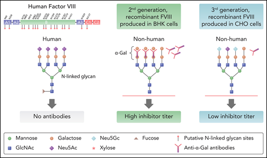 Human factor VIII and N-linked carbohydrates. The left panel shows the secondary structure of factor VIII and its domains. Indicated are the putative twenty-five N-linked carbohydrates sites and a typical N-linked carbohydrate structure found on FVIII with terminal N-acetylneuraminic acid (Neu5Ac) decorations. The middle panel shows an N-linked carbohydrate structure decorated with terminal nonhuman αGal moieties. The second-generation rFVIII expressed in BHK cells has a heightened amount of nonhuman αGal moieties compared with the third-generation rFVIII expressed in CHO cells (right panel). The non-human form of sialic acid decoration Neu5Gc, only indicated in the CHO-expressed rFVIII, is likely expressed in the BHK-rFVIII. Increasing αGal moieties likely contributes to the immunogenicity of rFVIII. GlcNAc, N-acetylglucosamine. Professional illustration by Somersault 18:24.