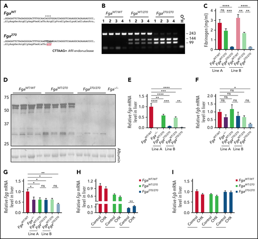 Generation of Fga270 mice that express low levels of fibrinogen with a truncated form of Aα chain after residue 270. (A) Summary of the nucleic acid substitutions introduced by Crispr-Cas9 gene editing and resulting amino acid changes for the mutated fibrinogen Aα-chain gene of the Fga270 mice. Asterisks highlight positions of the nucleotide substitutions. (B) Representative PCR analysis to establish animal genotypes of FgaWT/WT, FgaWT/270, and Fga270/270 mice. (C) ELISA measurement of plasma fibrinogen levels from FgaWT/WT, FgaWT/270, and Fga270/270 mice from 2 independent lines (n = 3-4 per genotype). One-way ANOVA was used to determine statistical significance. (D) Western blot analysis of plasma (reducing conditions) from FgaWT/WT, FgaWT/270, Fga270/270, and Fga−/− mice using antibodies directed against the Aα chain of fibrinogen. Analysis of hepatic mRNA levels by quantitative reverse transcriptase PCR for (E) Fga, (F) Fgb, and (G) Fgg in Fga−/− mice and 2 independent lines of Fga270 mice (n = 4 per genotype). One-way ANOVA test was used to determine statistical significance. Analysis of fibrinogen (H) Fga and (I) Fgb gene expression from primary mouse hepatocytes isolated from FgaWT/WT, FgaWT/270, and Fga270/270 mice treated with or without 100 μM cycloheximide (CHX) for 3 hours (n = 3-4 per treatment group). Two-tailed Student t test was used to determine statistical significance. *P < .05, **P < .01, ***P < .001, ****P < .0001. ns, no statistical significance.