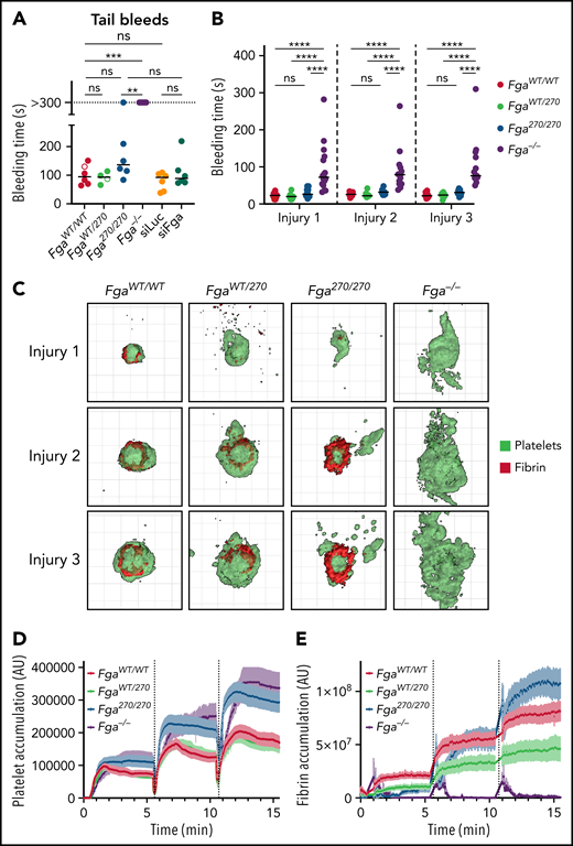 Fga270/270 and siFga-treated mice achieve hemostasis following vascular injury. (A) Time to cessation of bleeding (sustained >30 seconds) of FgaWT/WT, FgaWT/270, Fga270/270, and Fga−/− mice as well as siLuc- and siFga-treated mice following 3-mm excision of the distal portion of the tail. Horizontal bars indicate mean times for each group. Note that 1 of 6 Fga270/270 mice and 6 of 6 Fga−/− mice did not stop bleeding during the 5-minute evaluation period. Open dots represent mice in which rebleeding episodes occurred and the values indicate total bleeding time. Kaplan-Meier analysis was used to determine statistical significance. (B) Time to cessation of bleeding of FgaWT/WT, FgaWT/270, Fga270/270, and Fga−/− mice following 3 consecutive laser-induced saphenous injuries (n = 14-16 per genotype). Two-way ANOVA was used to determine statistical significance. (C) Representative 3-dimensional reconstruction of injury sites depicting the intravascular view 5 minutes following each injury. Each grid box = 50 μm × 50 μm. Quantification of (D) platelet and (E) fibrin accumulation at the site of injury over the course of 3 injuries. **P < .01, ***P < .001, ****P < .0001. ns, no statistical significance.