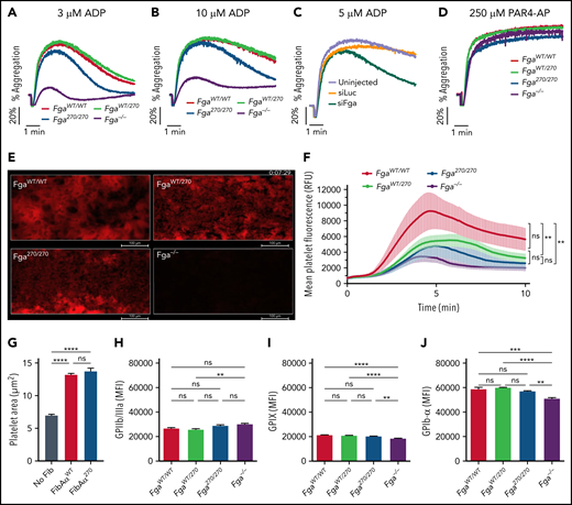 Fga270/270 platelets form weaker aggregates in response to ADP stimulation. Representative aggregation traces of platelet-rich plasma collected from FgaWT/WT, FgaWT/270, Fga270/270, and Fga−/− mice following stimulation with (A) 3 μM ADP or (B) 10 μM ADP (n = 4 per genotype). (C) Representative aggregation traces of platelet-rich plasma collected from untreated or siLuc- or siFga- treated mice following stimulation with 5 μM ADP (n = 4-5 per group). (D) Representative aggregation traces of platelet-rich plasma collected from FgaWT/WT, FgaWT/270, Fga270/270, and Fga−/− mice following stimulation with 250 μM of protease-activated receptor 4 activating peptide (PAR4-AP) (n = 4 per genotype). (E) Representative images and (F) quantification of platelet adhesion (indicated in red) to collagen coated surface at venous (400 seconds−1) shear rate using heparinized whole blood from FgaWT/WT, FgaWT/270, Fga270/270, and Fga−/− mice (n = 4 per genotype). (G) Adhesion and spreading of Fga−/− platelets on uncoated or FibAαWT- or FibAα270- coated coverslips following stimulation with 50 μM of ADP for 30 minutes (n = 3 per fibrinogen). One-way ANOVA was used to determine statistical significance. Expression of (H) GPIIb/IIIa, (I) GPIX, and (J) GPIbα on platelet membrane of FgaWT/WT, FgaWT/270, Fga270/270, and Fga−/− mice (n = 5 per genotype). One-way ANOVA was used to determine statistical significance. **P < .01, ****P < .0001. ns, no statistical significance.