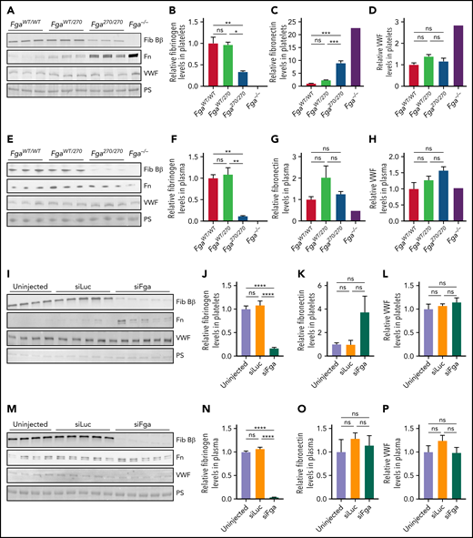 Fga270/270 platelets contain higher levels of fibrinogen relative to fibrinogen levels in plasma. (A-D) Platelet lysates and (E-H) plasma harvested from FgaWT/WT, FgaWT/270, Fga270/270, and Fga−/− mice using antibodies against fibrinogen Bβ-chain (Fib Bβ), fibronectin (Fn), and VWF. Ponceau S staining of albumin (PS) was used as a loading control (n = 3 per genotype). (I-L) Platelet lysates and (M-P) plasma harvested from untreated or siLuc- or siFga-treated mice using antibodies against fibrinogen Bβ-chain, fibronectin, and VWF. Ponceau S staining of albumin was used as a loading control (n = 4-5 per treatment). One-way ANOVA test was used to determine statistical significance. *P < .05, **P < .01, ****P < .0001. ns, no statistical significance.