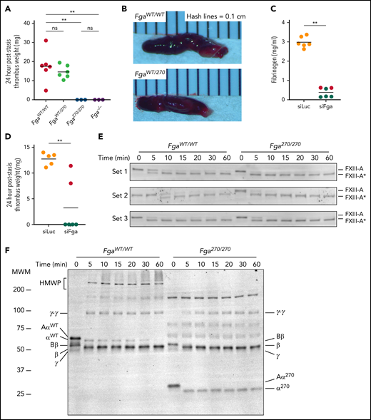 Fga270/270 and siFga-treated mice are protected from venous thrombosis. (A) Thrombus weights from FgaWT/WT, FgaWT/270, Fga270/270, and Fga−/− mice 24 hours after IVC ligation (stasis model). Kruskal-Wallis test was used to determine statistical significance. (B) Representative images of thrombi isolated 24 hours after IVC ligation. (C) Circulating fibrinogen levels of siLuc- and siFga-treated mice immediately before the IVC ligation, measured by ELISA. Red dots indicate mice that later developed occlusive thrombi. (D) Thrombus weights from siLuc- and siFga-treated mice 24 hours after ligation. Mantel-Cox test was used to determine statistical significance. Time course of (E) FXIII activation and (F) fibrin crosslinking in FgaWT/WT and Fga270/270 plasma. HMWP, high-molecular-weight polymer; MWM, molecular weight marker. **P < .01. ns, no statistical significance.