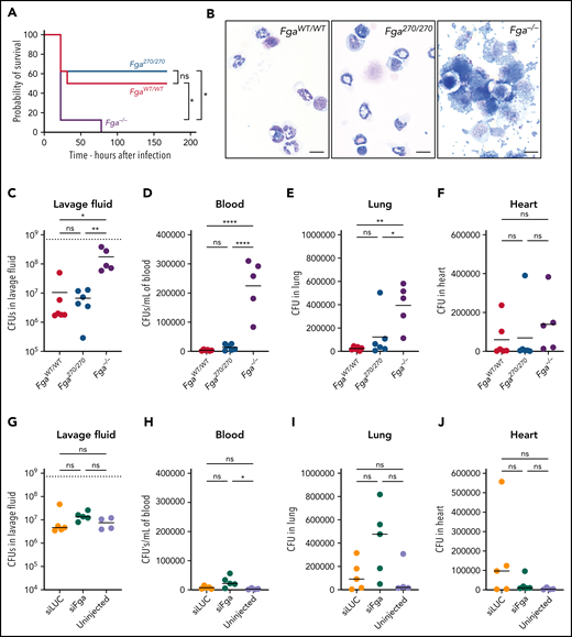 Fga270/270 and siFga-treated mice have preserved fibrinogen-dependent antimicrobial function. (A) Kaplan-Meier analysis of survival of FgaWT/WT, Fga270/270, and Fga−/− mice after intraperitoneal infection with 0.7 × 109 CFUs of S aureus (n = 8 per genotype). (B) Representative photomicrographs of cytospin preparations of peritoneal lavage fluid 1 hour after intraperitoneal infection with 0.7 × 109 CFUs of S aureus from FgaWT/WT, Fga270/270, and Fga−/− mice (n = 6 per genotype). Note the cell-associated and free bacteria in samples from Fga−/− mice that are absent in samples from FgaWT/WT and Fga270/270 mice. Scale bar: 10 μm. CFUs within (C) lavage fluid, (D) blood, (E) lung homogenates, and (F) heart homogenates after intraperitoneal infection of S aureus in FgaWT/WT, Fga270/270, and Fga−/− mice. CFUs within (G) lavage fluid, (H) blood, (I) lung homogenates, and (J) heart homogenates after intraperitoneal infection with S aureus in untreated, siLuc- and siFga-treated mice. The dashed lines in panels C and G indicate the initial inoculum dose in CFUs. One-way ANOVA test was used to determine statistical significance. *P < .05, **P < .01, ****P < .0001. ns, no statistical significance.