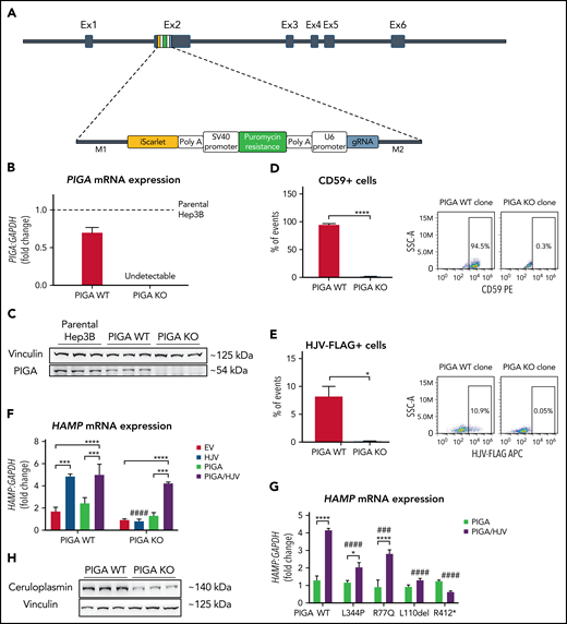 PIGA deficiency impairs hepcidin (HAMP) upregulation upon HJV overexpression. (A) Schematic representation of the PCR cassette integration in exon (Ex) 2 of PIGA. (B) mRNA levels of PIGA in PIGA WT and PIGA KO cells, normalized to parental Hep3B cells (dashed line). PIGA mRNA expression was normalized to the housekeeping gene GAPDH. (C) Western blot analysis of PIGA in parental Hep3B, PIGA WT, and PIGA KO cells. Vinculin was used as a loading control. (D) Fluorescence-activated cell sorter (FACS) analysis representing the percentage of CD59 hycoerythrin-positive cells in PIGA WT and PIGA KO clones. (E) FACS analysis of the percentage of HJV-Flag allophycocyanin-positive cells in PIGA WT and PIGA KO cells upon HJV-Flag overexpression. In panels D and E, cells were previously gated for the exclusive inclusion of singlets (FSC-A vs FSC-H) and exclusion of dead cells (7-AAD positive). (F) Hepcidin mRNA levels in PIGA WT and PIGA KO cells after overexpression of HJV, PIGA, or HJV and PIGA vectors simultaneously. EV, empty vector. (G) mRNA levels of Hepcidin in PIGA KO cells after overexpression of PIGAWT, PIGAL344P, PIGAR77Q, PIGAL110del, and PIGAR412* mutants together with HJV. Hepcidin mRNA expression was normalized to the housekeeping gene GAPDH. (H) Western blot analysis of ceruloplasmin (CP) in PIGA WT and PIGA KO cells. Vinculin was used as a loading control. Student t test/2-way analysis of variance: */#P < .05, **/##P < .01, ***/###P < .001, ****/####P < .0001; *comparisons inside each group; #relative to comparisons to the corresponding WT counterpart.
