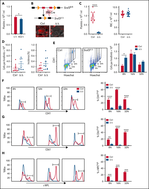 SRSF3 depletion in MKs leads to severe thrombocytopenia without a change in MK numbers. (A) Platelet counts of heterozygous mice (KO/+) with a systemic Srsf3 deletion compared with wild-type mice (+/+) (n = 6). (B) Top: Generation of a mouse model where Srsf3 is deleted in MKs (Pf4-Srsf3Δ/Δ). Bottom: Anti-SRSF3 immunohistochemistry in Pf4-Srsf3Δ/Δ and control bone marrow sections. (C) Platelet and red blood cell (RBC) counts of control and Pf4-Srsf3Δ/Δ mice. (D) The total number and incidence of bone marrow MKs in control and Pf4-Srsf3Δ/Δ mice. (E) The number of MKs of individual ploidy in control and Pf4-Srsf3Δ/Δ bone marrow. (F) CD41, (G) CD61, and (H) c-MPL cell surface receptor expression of control and Pf4-Srsf3Δ/Δ MKs. A histogram of a representative mouse is shown (n = 4). The proportion of events in the gate marked in the histogram (CD41/CD61/c-MPLhigh) is quantified on the right. The data are presented as mean plus or minus standard error of the mean (SEM). Two-tailed unpaired Student t test in panels A and C through D; 2-way analysis of variance (ANOVA) in panels E through H. ****P ≤ .0001; ***P ≤ .001; **P ≤ .01; *P ≤ .05. Δ/Δ, Pf4-Srsf3Δ/Δ mice; Ctrl, control.