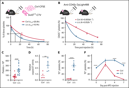 Srsf3-null platelets are rapidly cleared from circulation. (A) The half-life of control and Pf4-Srsf3Δ/Δ platelets as measured by the transplantation of CFSE- and CTV-labeled platelets, respectively, into wild-type mice. The data were fitted to a 1-phase exponential decay curve, and the half-life (t1/2) for control (R2 = 0.932) and Srsf3Δ/Δ (R2 = 0.937) platelets is depicted in the inset. (B) The clearance rate of control and Pf4-Srsf3Δ/Δ platelets as measured by in vivo labeling of platelets by anti-CD42c DyLight488 antibody in control and Pf4-Srsf3Δ/Δ mice. The data were fitted to a 1-phase exponential decay curve, and the rate constant K for control (R2 = 0.991) and Srsf3Δ/Δ (R2 = 0.996) platelets is depicted in the inset. (C) The number of platelets in the spleen of control and Pf4-Srsf3Δ/Δ mice. (D) Relative Caspase 3/7 activity in control and Pf4-Srsf3Δ/Δ platelets. (E) Fraction of reticulated TO+ platelets in control and Pf4-Srsf3Δ/Δ mice in the steady-state. (F) The fraction of TO+ platelets in control and Pf4-Srsf3Δ/Δ mice following antiplatelet serum (APS) administration. The data are presented as mean plus or minus SEM. Two-tailed unpaired Student t test in panels C through E; 2-way ANOVA in panel F. ****P ≤ .0001; **P ≤ .01. CFSE, carboxyfluorescein succinimidyl ester; CTV, CellTrace™ Violet.