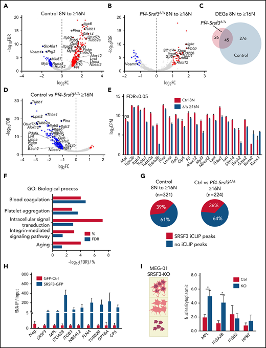 The RNA repertoire of Srsf3-null MKs reflects the failure in activating the maturation program. (A) Volcano plots depicting differentially expressed genes (DEGs) between control 8N and ≥16N MKs. The data points marked with blue and red denote significantly down- and upregulated genes (FDR <0.05 and FC >2), respectively. (B) Volcano plots depicting DEGs between Pf4-Srsf3Δ/Δ 8N and ≥16N MKs as in panel A. (C) Venn diagram comparing DEGs in control and Pf4-Srsf3Δ/Δ MKs upon 8N to ≥16N transition. (D) Volcano plot depicting DEGs between control and Pf4-Srsf3Δ/Δ ≥16N MKs as in panel A. (E) Expression of genes encoding proteins central for MK structure and function in control and Pf4-Srsf3Δ/Δ ≥6N MKs. FDR <0.05 unless otherwise noted. (F) Significantly enriched GO terms (Biological Process) among DEGs between control and Pf4-Srsf3Δ/Δ ≥16N MKs (FDR <0.05, FC >2). The x-axis depicts percent genes and -log10 (FDR) of each category. (G) Percentage of RNAs with SRSF3 RNA binding sites (iCLIP peaks) as identified in mouse pluripotent stem cells33 within RNAs induced during MK maturation (left) or differentially expressed between control and Pf4-Srsf3Δ/Δ ≥16N MKs (right). (H) RNA immunoprecipitation (IP) using anti-GFP antibody in MEG-01 megakaryoblast cell lines expressing SRSF3-GFP or only GFP. The y-axis denotes the enrichment of SRSF3 RNA binding over input as measured by RT-qPCR (n = 3). Neg. is a nontarget and SRSF3 a known-target control to demonstrate the specificity of the RNA-IP. (I) Quantification of RNAs in the nuclear and cytoplasmic fractions of MEG-01 cells following SRSF3 deletion by CRISPR/Cas9 gene editing. The data are presented as a ratio of nuclear and cytoplasmic mRNA abundance (n = 3). *P ≤ .05. Ctrl, MEG-01 cells targeted with scrambled control guide RNA; FC, fold change; FDR, false discovery rate; KO, MEG-01 cells targeted with SRSF3 guide RNA; ns, not significant.