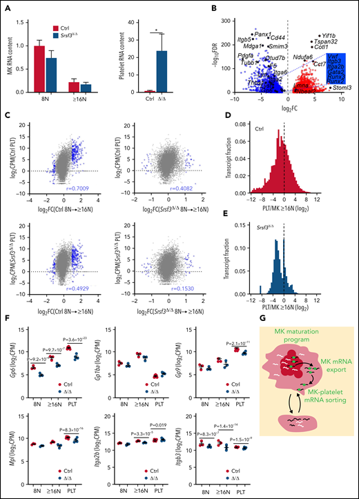 SRSF3 depletion in MKs results in aberrant loading of RNA into platelets. (A) Relative RNA content of control and Pf4-Srsf3Δ/Δ MKs and platelets (n = 3-6). (B) Volcano plot depicting differential RNA repertoire between control and Pf4-Srsf3Δ/Δ platelets. The data points marked with blue were significantly less abundant in Pf4-Srsf3Δ/Δ platelets, and the points marked in red were more abundant when compared with control (FDR <0.05, FC >2). (C) Pearson correlation between DEGs during MK maturation (FDR <0.05, FC = 2) and platelet RNA levels. (D-E) Frequency distribution histograms of platelet/MK RNA abundance ratio (platelet CPM/MK ≥16N CPM) in control and Pf4-Srsf3Δ/Δ. The dotted line marks 0. (F) Levels of RNAs encoding proteins central for platelet function in control and Pf4-Srsf3Δ/Δ 8N and ≥16N MKs and platelets. (G) A schematic depicting how SRSF3 governs a MK maturation program through RNA regulatory mechanisms such as mRNA export and guides the deposition of RNA into platelets. In the schematic, the black lines represent SRSF3 target RNAs in MKs, white lines, other MK RNAs and green balls are SRSF3. The data in panels A and F is presented as mean plus or minus SEM. Two-tailed unpaired Student t test; *P ≤ .05. CPM; counts per million; PLT, platelet.