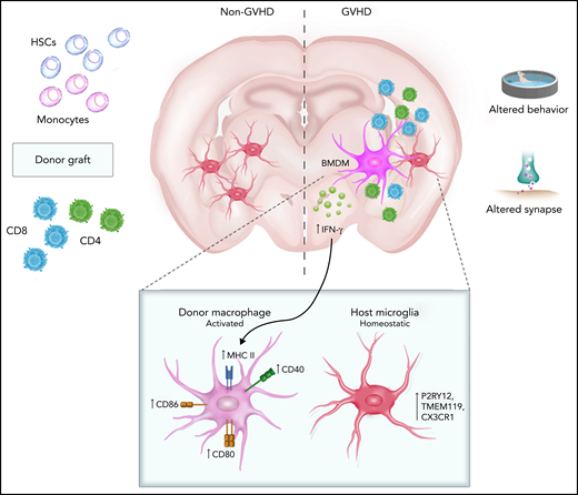 During chronic GVHD, donor CD8+ T cells infiltrate the brain, followed by CD4+ T cells and donor bone marrow–derived macrophages (BMDMs). The level of IFN-γ, which is predominantly secreted by activated lymphocytes, is increased in the brain, resulting in higher expression of MHC class II on donor-derived macrophages. These immune attacks against synapses in the brain lead to chronic GVHD of the CNS. See the visual abstract for the article by Adams et al.1