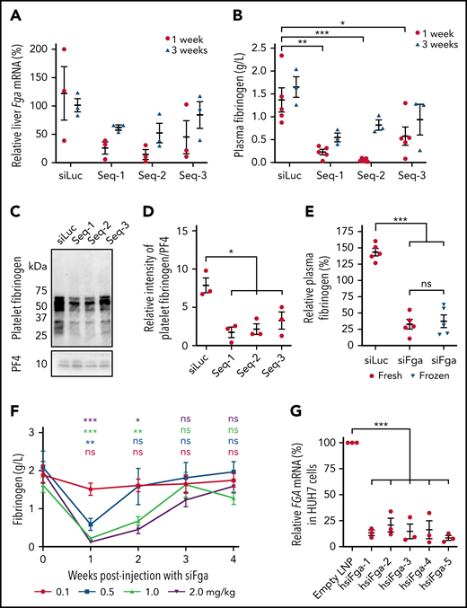 siFga controllably decreases plasma concentration of fibrinogen in mice and knocks down human FGA mRNA in vitro. (A-E) Mice were injected with a single dose of siRNA targeting mouse Fga mRNA (Seq-1, Seq-2, and Seq-3) or siLuc as control. (A) Hepatic Fga mRNA levels 1 and 3 weeks postinjection, normalized to a housekeeping gene (Ppia) and graphed relative to Fga mRNA levels in siLuc-treated mice (n = 3). (B) Seq-1-3 all significantly knocked down plasma fibrinogen, measured by ELISA (n = 5; 1 week) and (n = 3; 3 weeks). (C) Representative western blots of fibrinogen and PF4 in platelets from mice 1-week postinjection with siLuc, Seq-1, Seq-2, or Seq-3. (D) Quantifying densitometry of bands in panel C (n = 3). (E) Mice were treated with fresh (red) or frozen (blue) formulation of siFga and plasma fibrinogen was quantified 1 week later by ELISA (n = 5). (F) Mice were treated with 0.1 (red), 0.5 (blue), 1.0 (green), or 2.0 (purple) mg/kg of siFga, and blood was collected retro-orbitally weekly post injection to quantify fibrinogen levels by ELISA. Plasma fibrinogen at each week was compared with blood collected prior to siFga injection (week 0; n = 5). (G) HUH7 cells were transfected with human-specific siFga (hsiFga-1, -2, -3, -4, or -5), or empty LNPs as negative control. FGA mRNA was quantified a day later, normalized to a housekeeping gene (Act; n = 3). *P < .05, **P < .01, ***P < .001. ns, no significant difference. Error bars represent mean ± standard error of the mean (SEM).