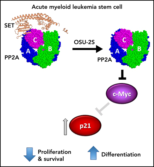 AML stem cell. OSU-2S binds to SET (PDB: 2E50), displacing it from the protein phosphatase 2A (PP2A) heterotrimer (PDB: 2IAE), thus increasing phosphatase activity. In AML stem cells, activated PP2A results in reduced expression of cMYC and subsequent induction of p21, leading to inhibition of leukemia-initiating cell proliferation and survival and terminal myeloid differentiation.