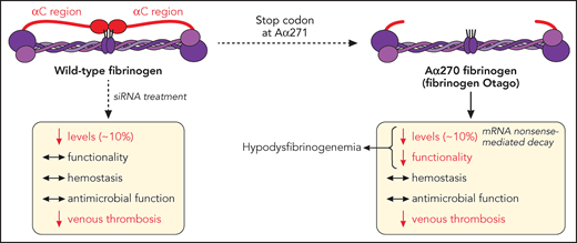 Fibrinogen α-chain truncation at Arg271 leads to a shortened αC region, a naturally occurring mutation (fibrinogen Otago) leading to hypodysfibrinogenemia (reduced levels and function). This mutation does not dramatically affect hemostasis (bleeding) or fibrinogen-mediated survival to microbial infection, but reduces the development of venous thrombosis, in mice. Similarly, siRNA-induced reduction of circulating fibrinogen levels to ∼10% retain fibrinogen functionality, hemostatic and antimicrobial functions, while still preventing venous thrombosis. mRNA, messenger RNA. Professional illustration by Patrick Lane, ScEYEnce Studios.