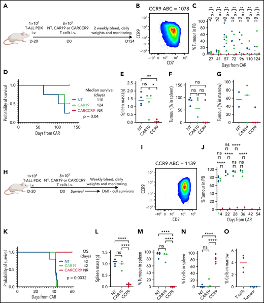 Anti-CCR9 CAR has potent anti-leukemic activity in PDX models of T-ALL. (A) Flow diagram of PDX model 1, n = 4 per group. (B) Flow cytometry of CCR9 expression in blasts of PDX model 1. (C) Serial bleeds of mice, percent tumor of total CD45+cells. (D) Survival of mice in PDX model 1. (E) Spleen mass at necropsy in PDX model 1. (F) Tumor in spleen, percentage of total CD45+ cells. (G) Tumor in marrow, percentage of total CD45+ cells. (H) Flow diagram of PDX model 2, n = 5 (NT), n = 3 (CAR19), and n = 5 (CARCCR9). (I) Flow cytometry of CCR9 expression in blasts of PDX model 2. (J) Serial bleeds of mice in PDX model 2, percent tumor of total CD45+cells. (K) Survival of mice in PDX model 2. (L) Spleen mass at necropsy in PDX model 2. (M) Tumor in spleen in PDX model 2, percentage of total CD45+ cells. (N) T cells in spleen in PDX model 2, percentage of total CD45+ cells. (O) T cells and tumor in marrow of CARCCR9 recipients in PDX model 2, percentage of total CD45+ cells. *P < .05, **P < .01, ****P < .0001. NR, not reported; ns, not significant; OS, overall survival; PB, peripheral blood.