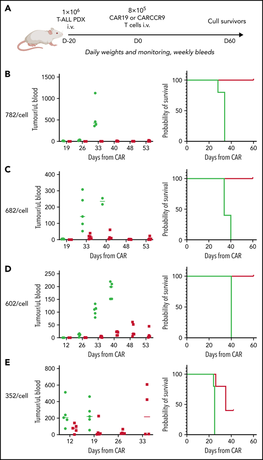 Anti-CCR9 CAR has potent anti-leukemic activity in PDX models of T-ALL with low CCR9 antigen density. (A) Flow diagram of low-density PDX models. (B-E) PDX models 3 to 7. CCR9 antigen density in PDX blasts before injection, molecules per cell (left), leukemic burden in peripheral blood in PDX models (center), and survival curves of animals in PDX models (right). n = 5 per group in all models.