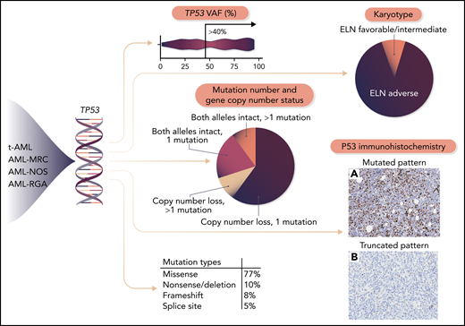 TP53 mutation can occur in several World Health Organization AML subtypes based on the disease ontogeny and morphology. However, the clinical behavior of AML bearing TP53 mutation appears to reflect its underlying genetic features rather than the AML category into which the disease falls. TP53-mutated AML cases with favorable or intermediate-risk karyotype, a single mutation with intact copy number status, low variant-allele fraction, and lacking an abnormal pattern of p53 protein expression by immunohistochemistry display a more favorable prognosis; conversely, the specific type of TP53 mutation does not appear to influence prognosis. t-AML, therapy-related AML; MRC, with myelodysplasia-related changes; NOS, not otherwise specified; RGA, recurrent genetic abnormalities. Professional illustration by Somersault 18:24.