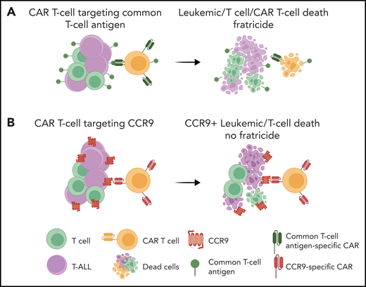 Anti-CCR9 CAR T cells for T-ALL. (A) A major challenge for the adoption of CAR T-cell therapy for T-ALL is the inability to find T-ALL–specific antigens that are not expressed on normal T cells. Targeting common T-cell antigens would lead to T-cell fratricide and a profound immunosuppression. (B) Maciocia et al report the identification of CCR9, a chemokine receptor expressed on a small subset of normal T cells, as a promising target for T-ALL–directed CAR T-cell therapy. Schematic was created with Biorender.