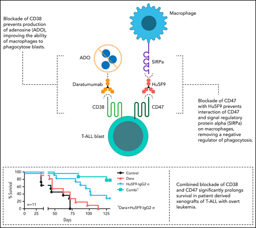 Blockade of CD38 prevents production of adenosine (ADO), improving the ability of macrophages to phagocytose blasts (top left). Blockade of CD47 with Hu5F9 prevents interaction of CD47 and signal regulatory protein α (SIRPa) on macrophages, removing a negative regulator of phagocytosis (middle right). Combined blockade of CD38 and CD47 significantly prolongs survival in patient-derived xenografts of T-ALL with overt leukemia (bottom right). Professional illustration by Somersault18:24.